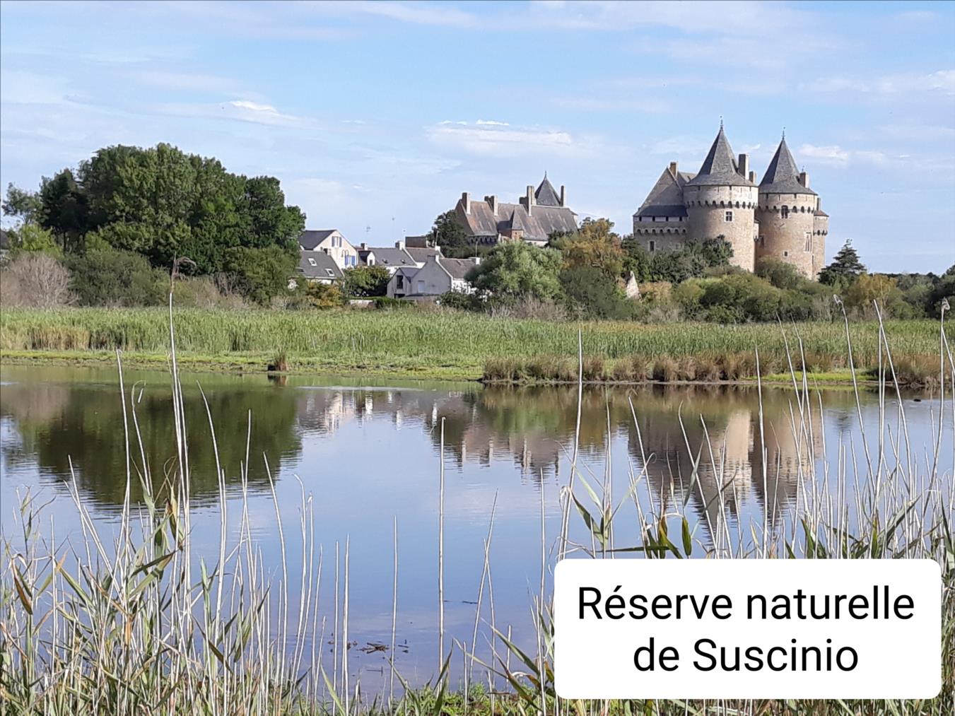Suscinio